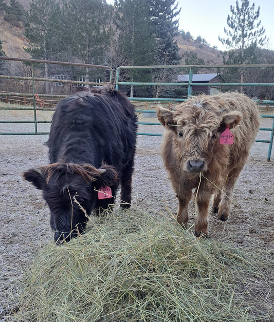 Miniature Highland calves