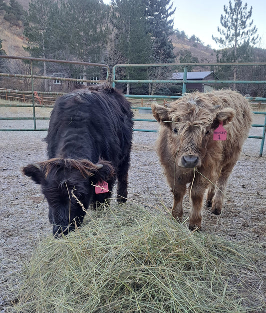 Miniature Highland calves 